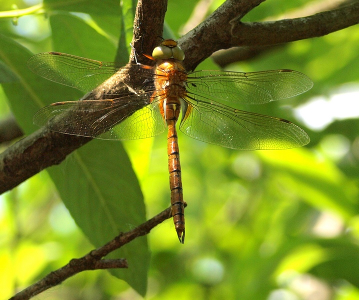 Aeshna isoceles (maschio)